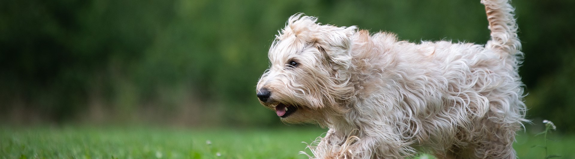 Wheatenterrier inkallning