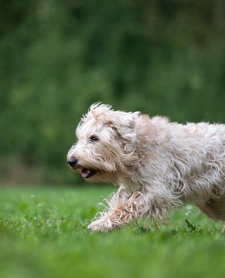 Wheatenterrier inkallning