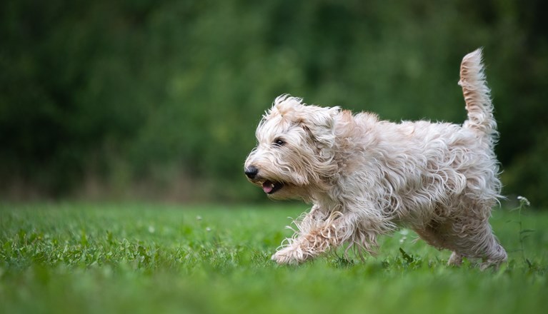Wheatenterrier inkallning