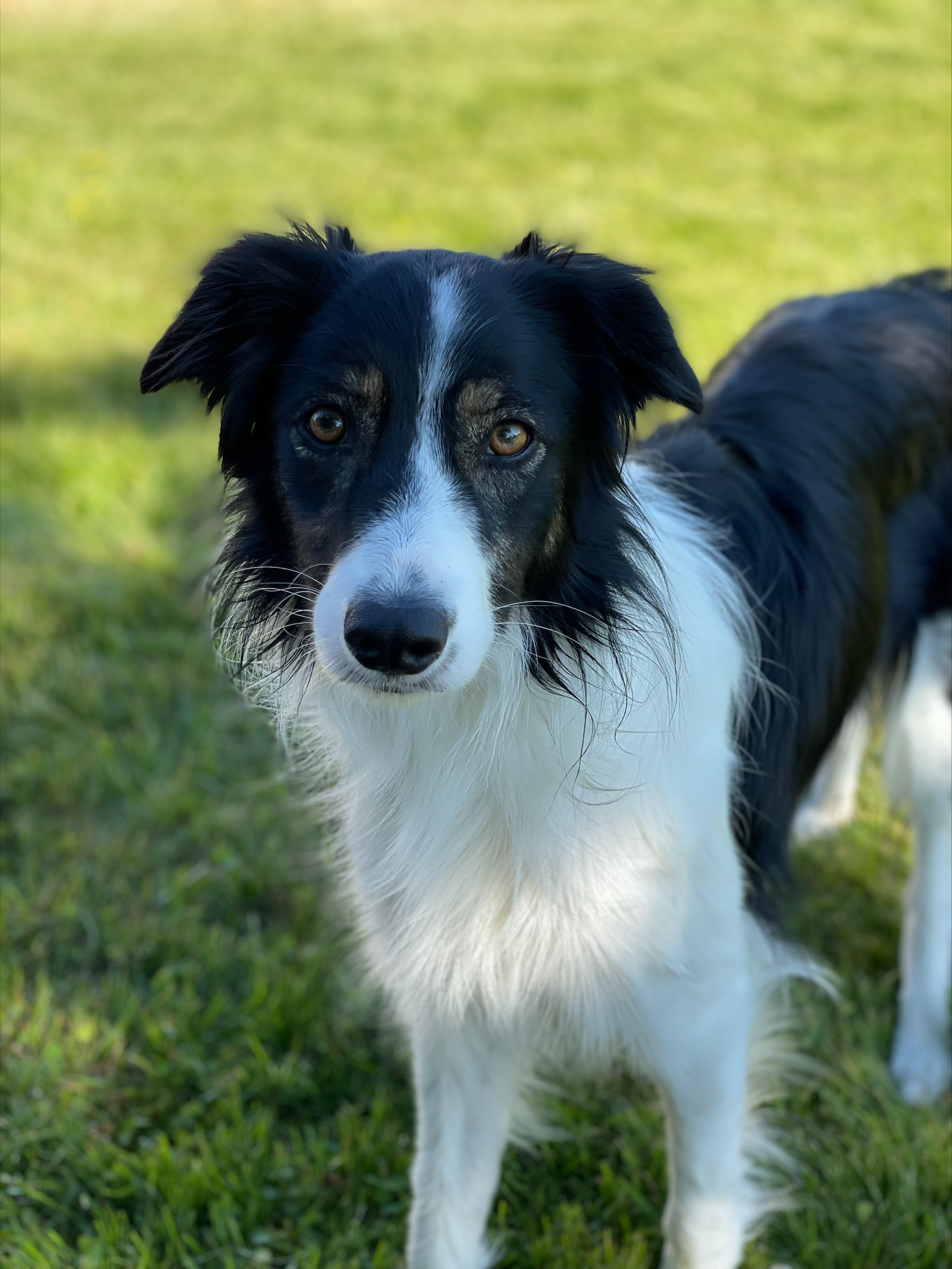 border collie