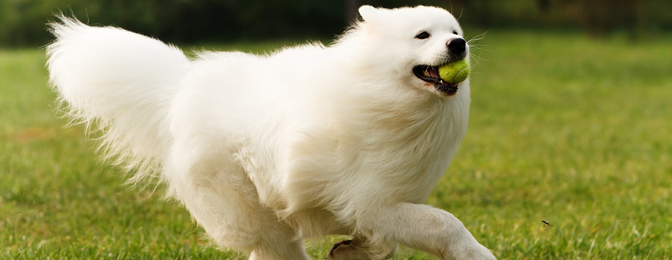 Samojed som springer