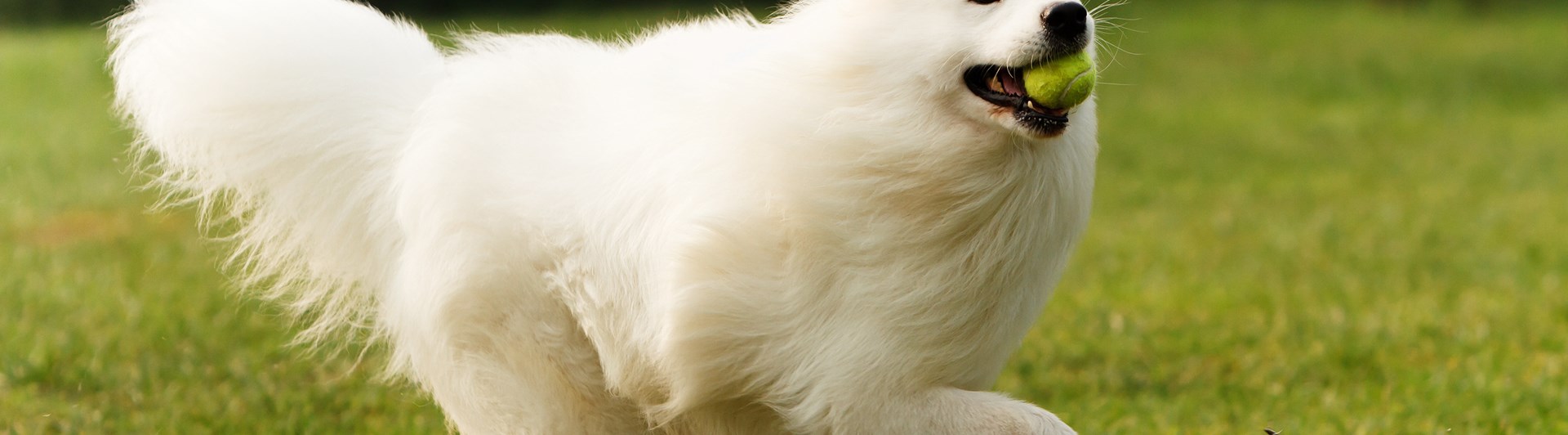 Samojed som springer