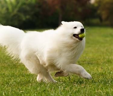 Samojed som springer