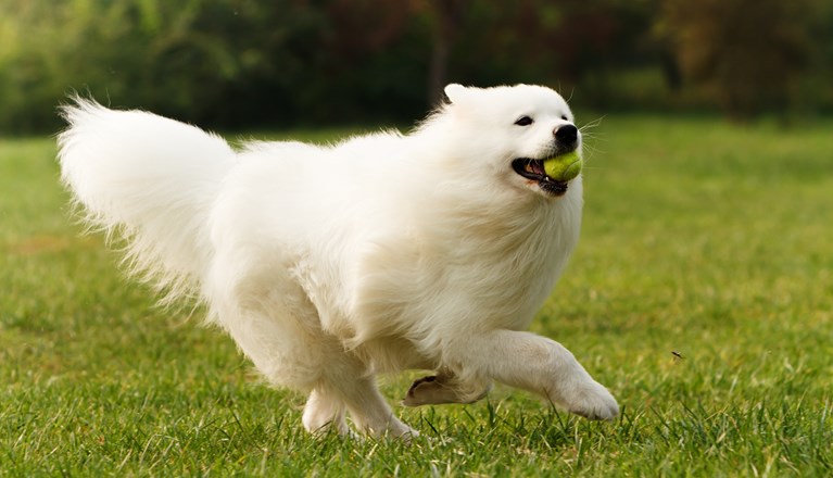 Samojed som springer