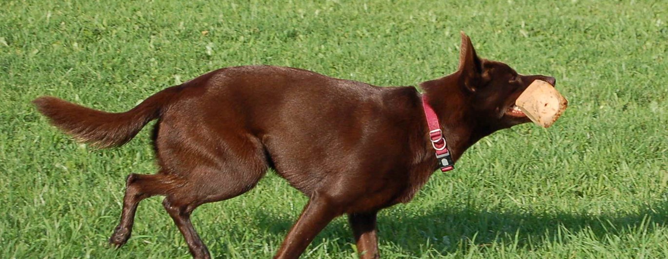 Kelpie med apportbock i munnen