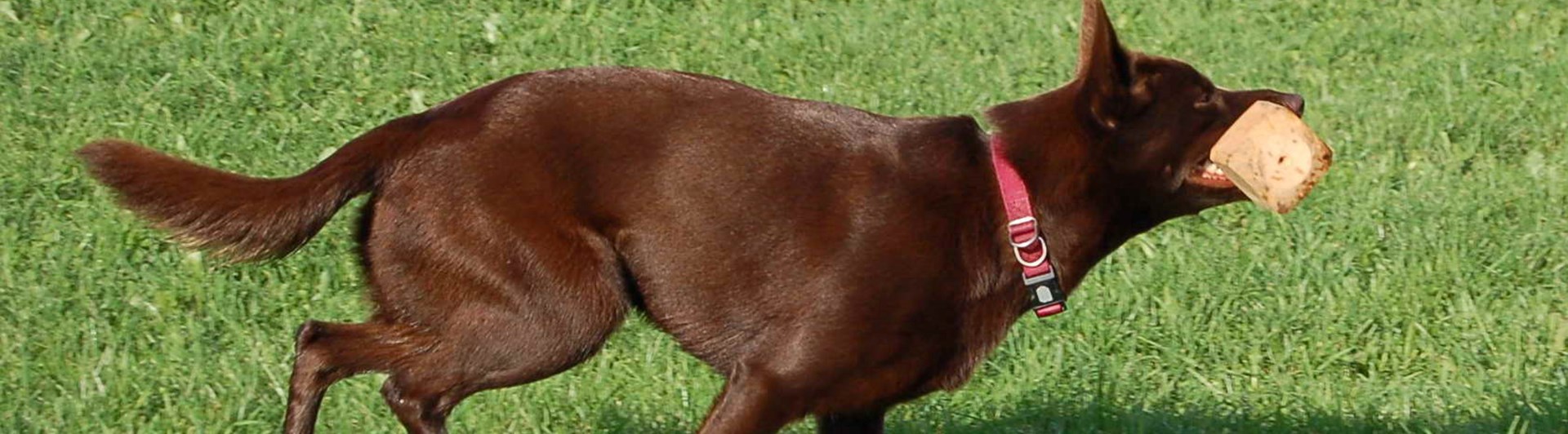 Kelpie med apportbock i munnen