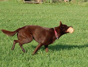 Kelpie med apportbock i munnen