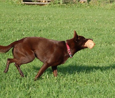 Kelpie med apportbock i munnen
