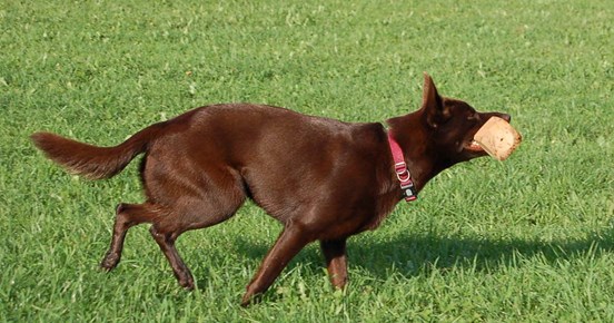 Kelpie med apportbock i munnen