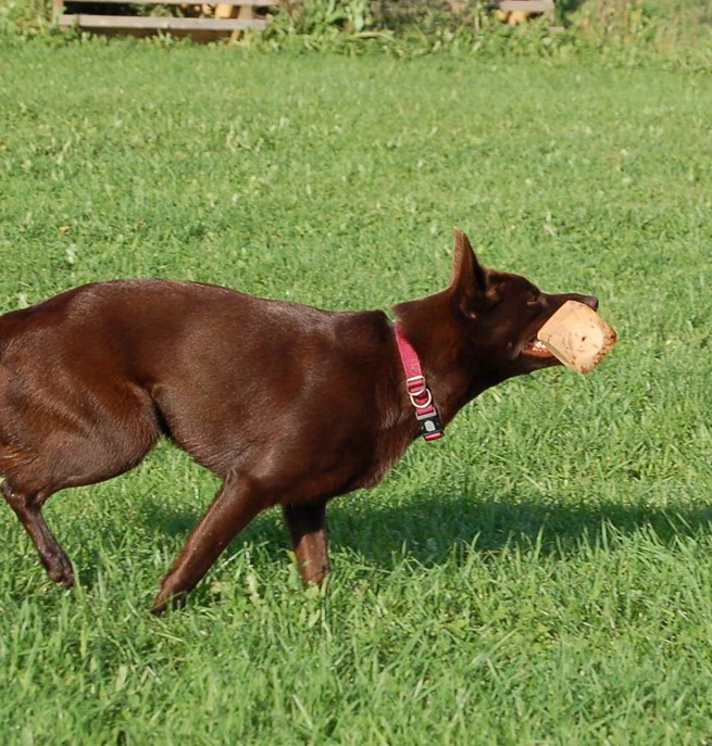 Kelpie med apportbock i munnen