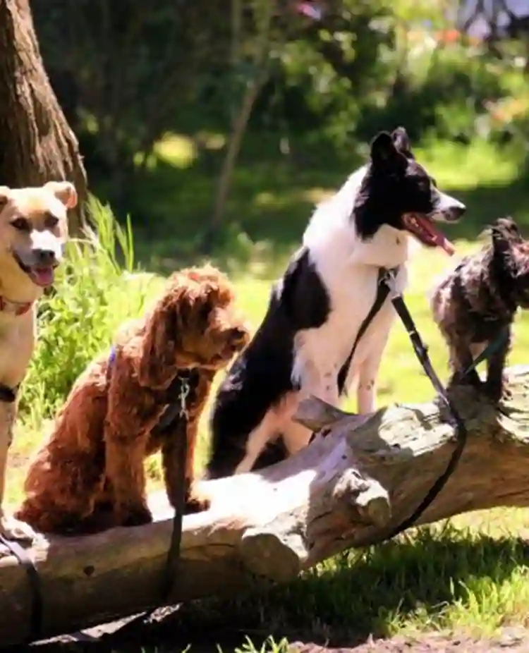 Fyra hundar sitter på rad