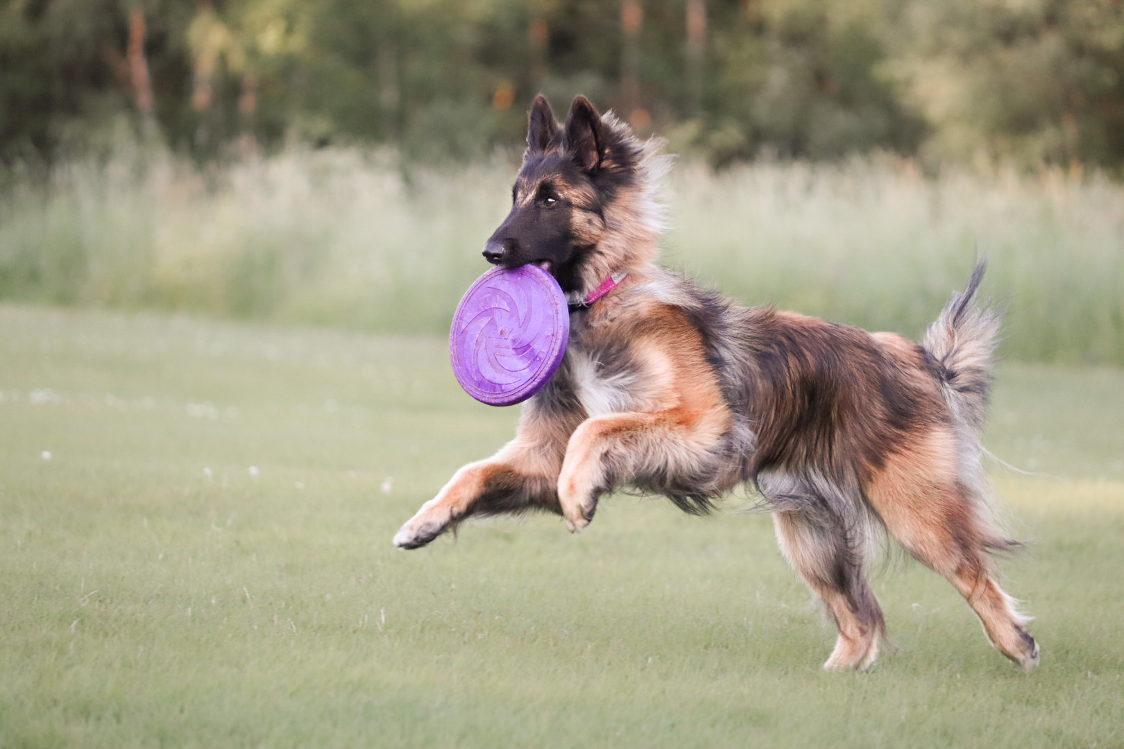 Hund som springer med frisbee i munnen