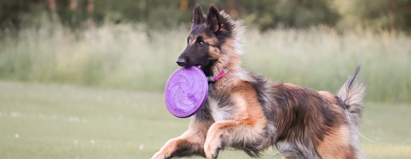 Hund som springer med frisbee i munnen