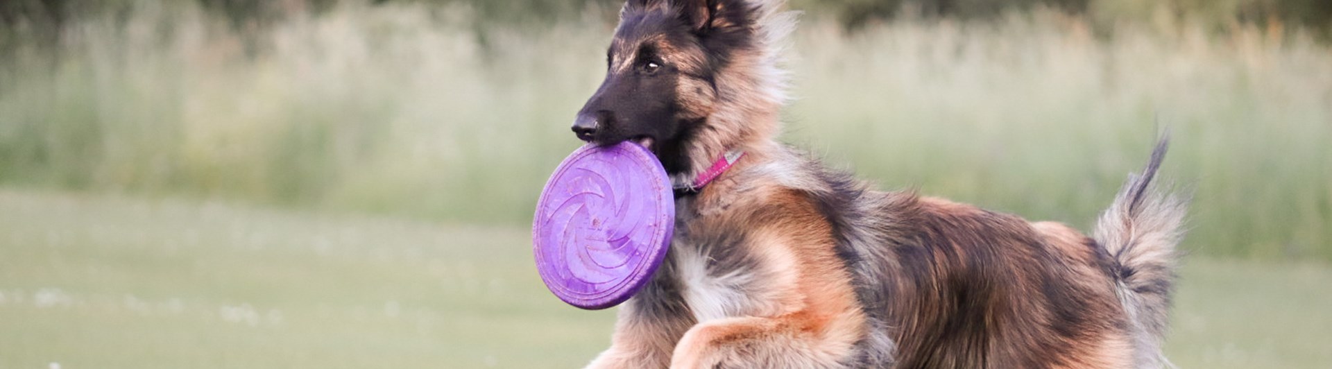 Hund som springer med frisbee i munnen
