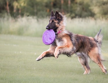 Hund som springer med frisbee i munnen