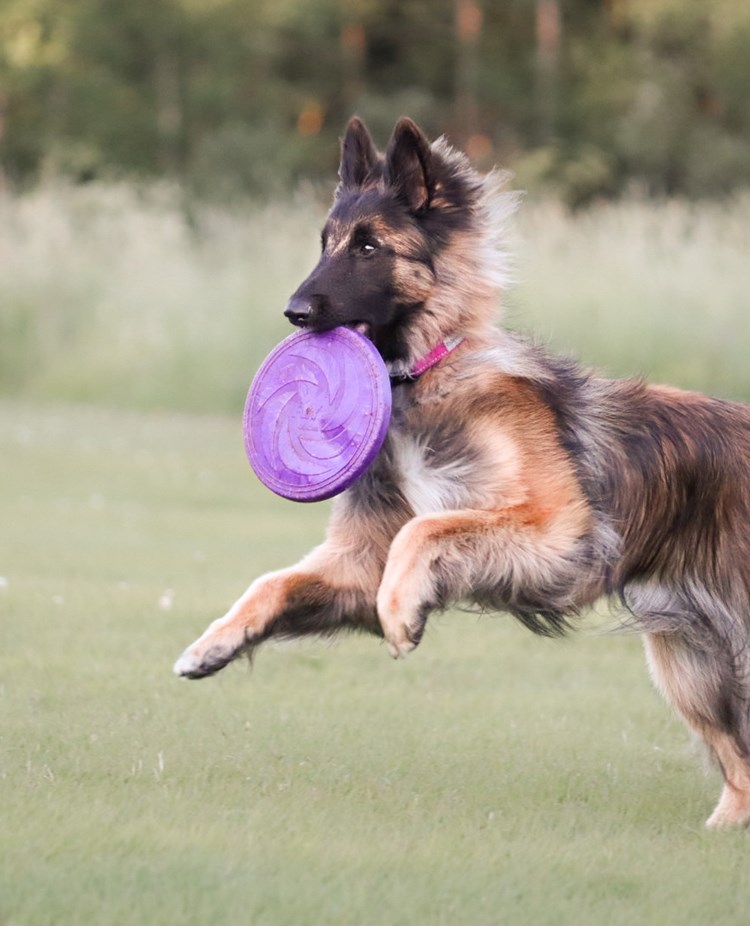 Hund som springer med frisbee i munnen