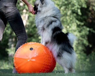 Medelspets tränar balansboll