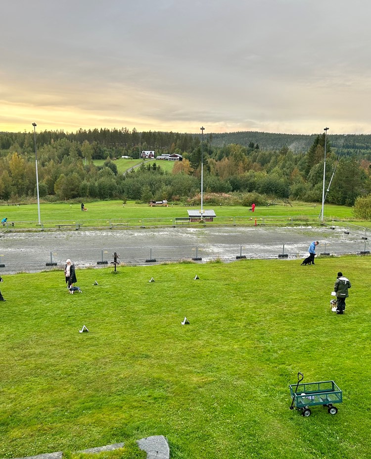 Överblick över träningsplaner vid Hundtorpet