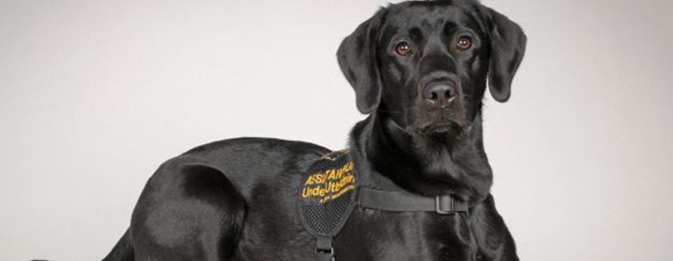 Liggande labrador med assistanshundstäcke