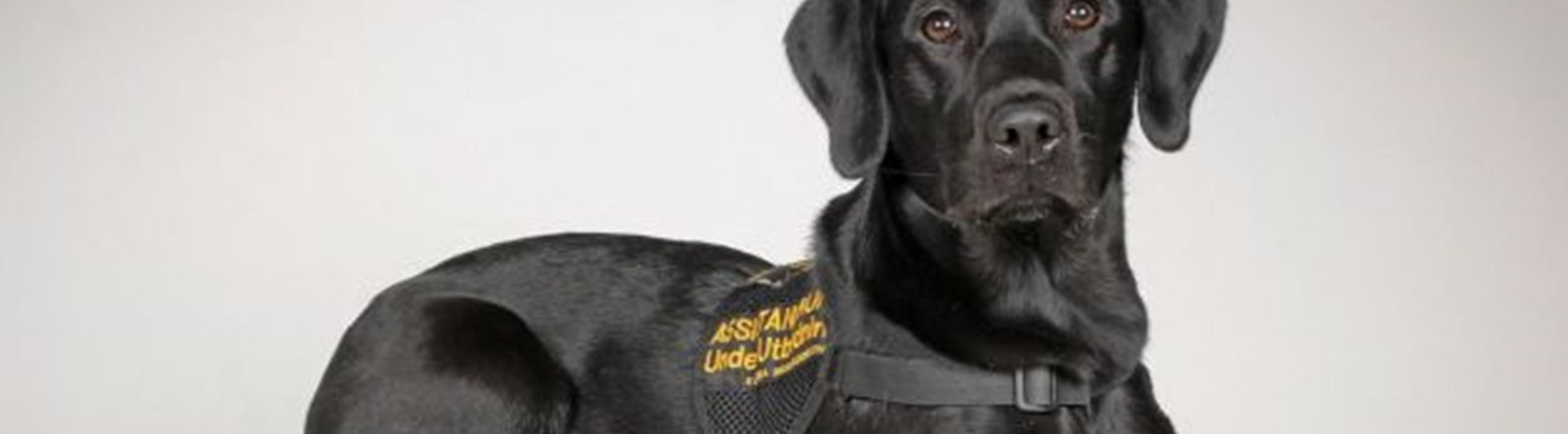 Liggande labrador med assistanshundstäcke