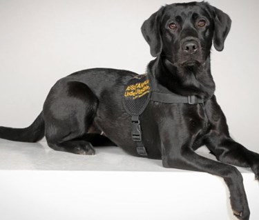 Liggande labrador med assistanshundstäcke