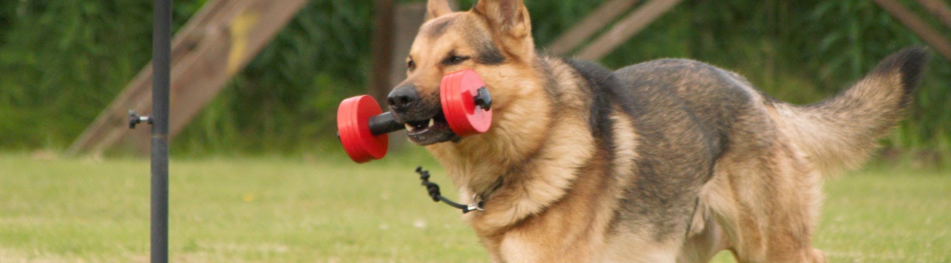 En Schäfer som hämtar en apportbock på gräs, Fotograf Viktoria Berg