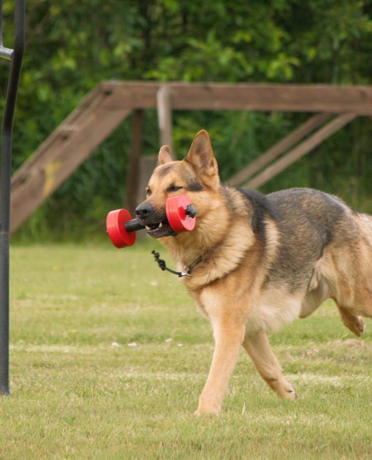 En Schäfer som hämtar en apportbock på gräs, Fotograf Viktoria Berg