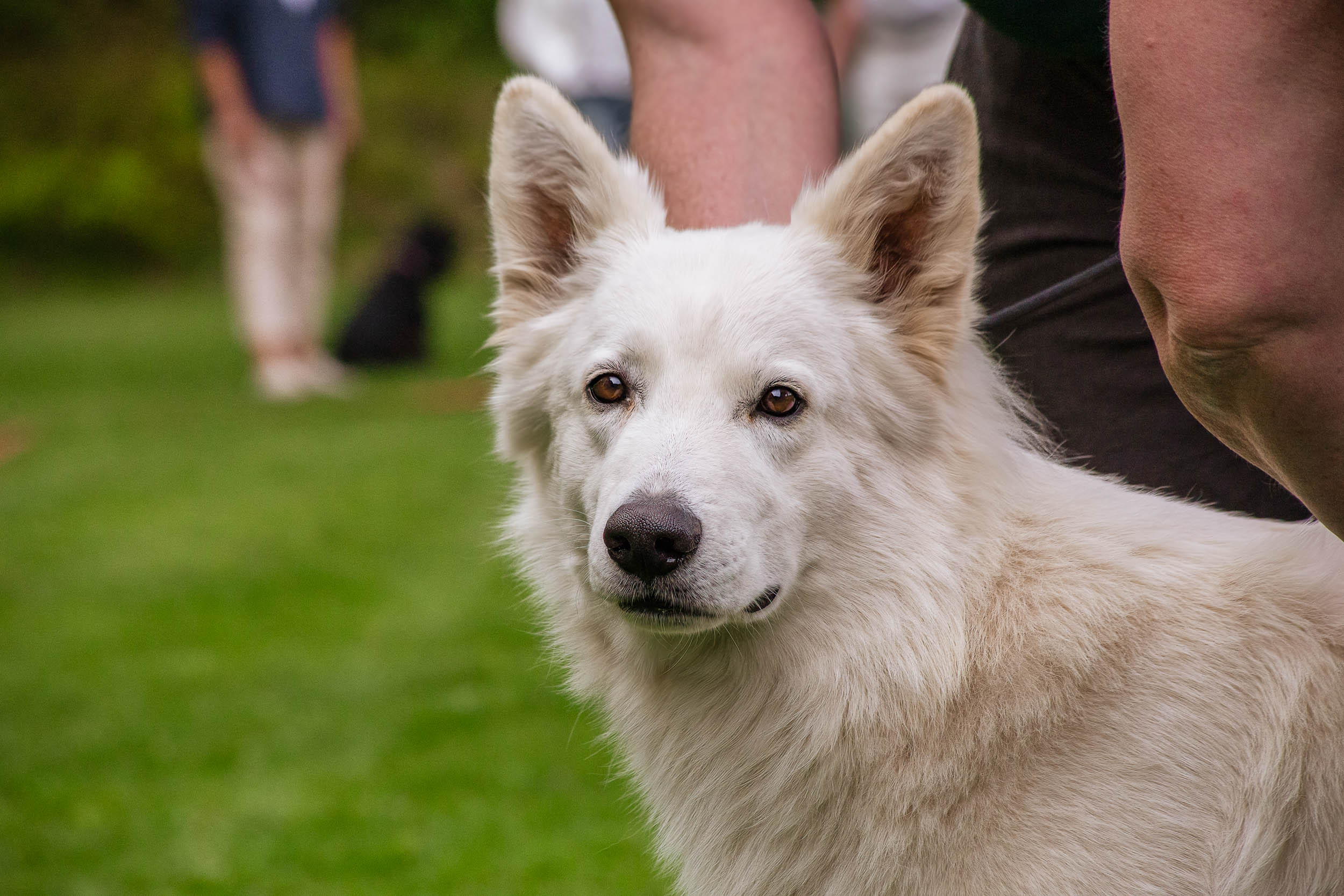 Vit hund tittar vaket in i kameran
