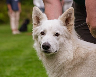 Vit hund tittar vaket in i kameran