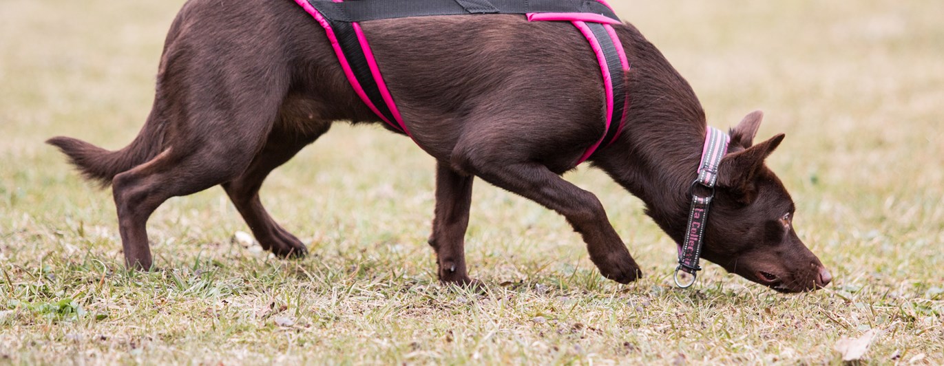 Kelpie spårar på fält