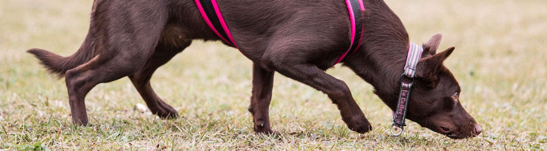 Kelpie spårar på fält