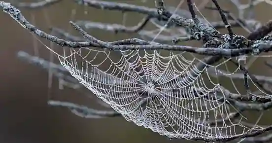 Spindelnät som illustrerar klubbwebben