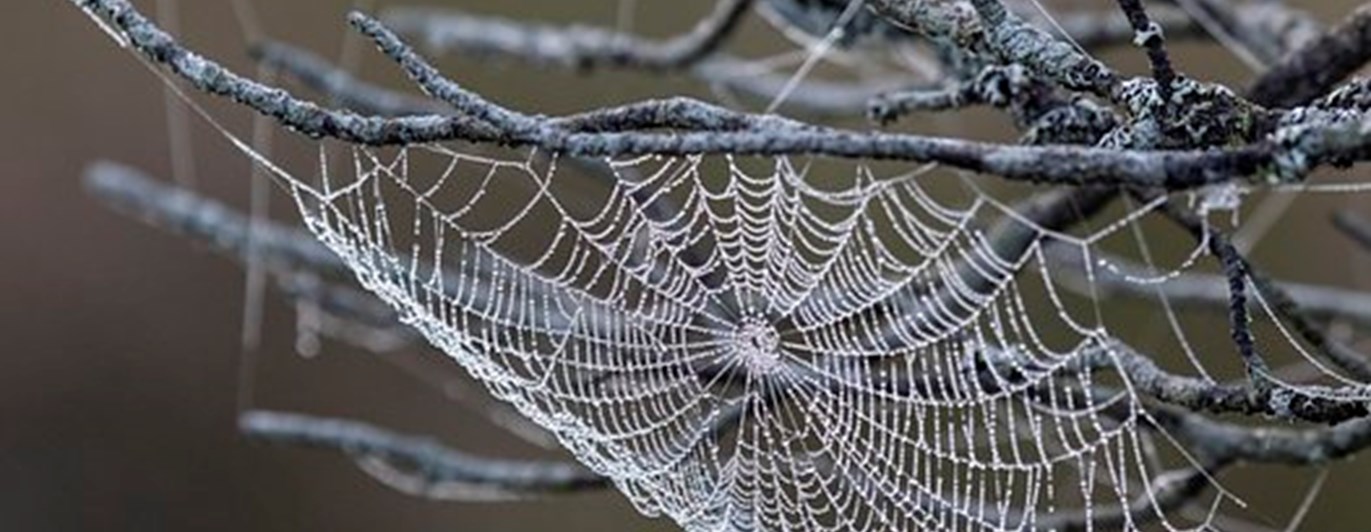 Spindelnät som illustrerar klubbwebben