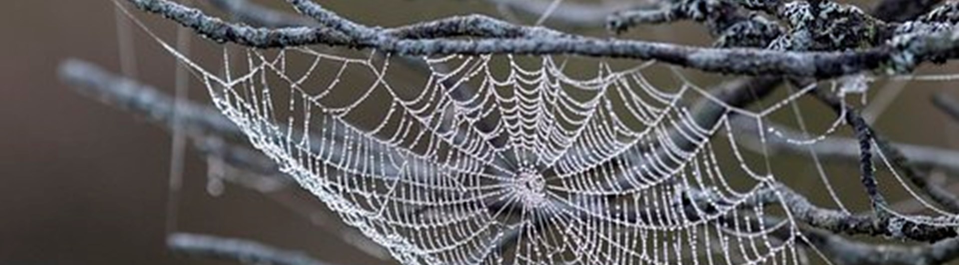 Spindelnät som illustrerar klubbwebben