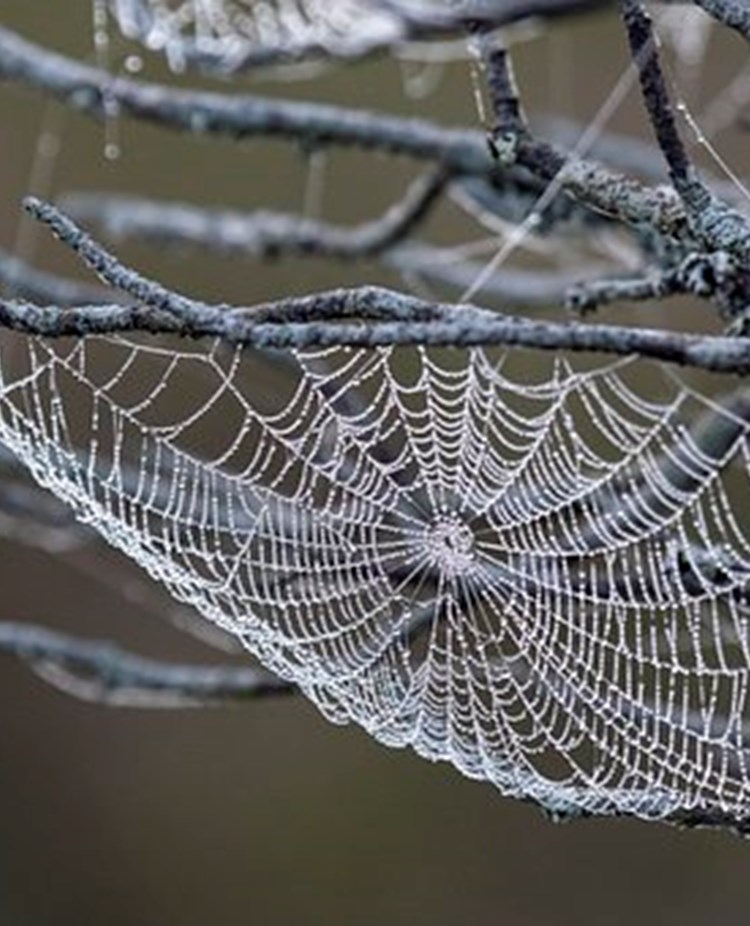 Spindelnät som illustrerar klubbwebben