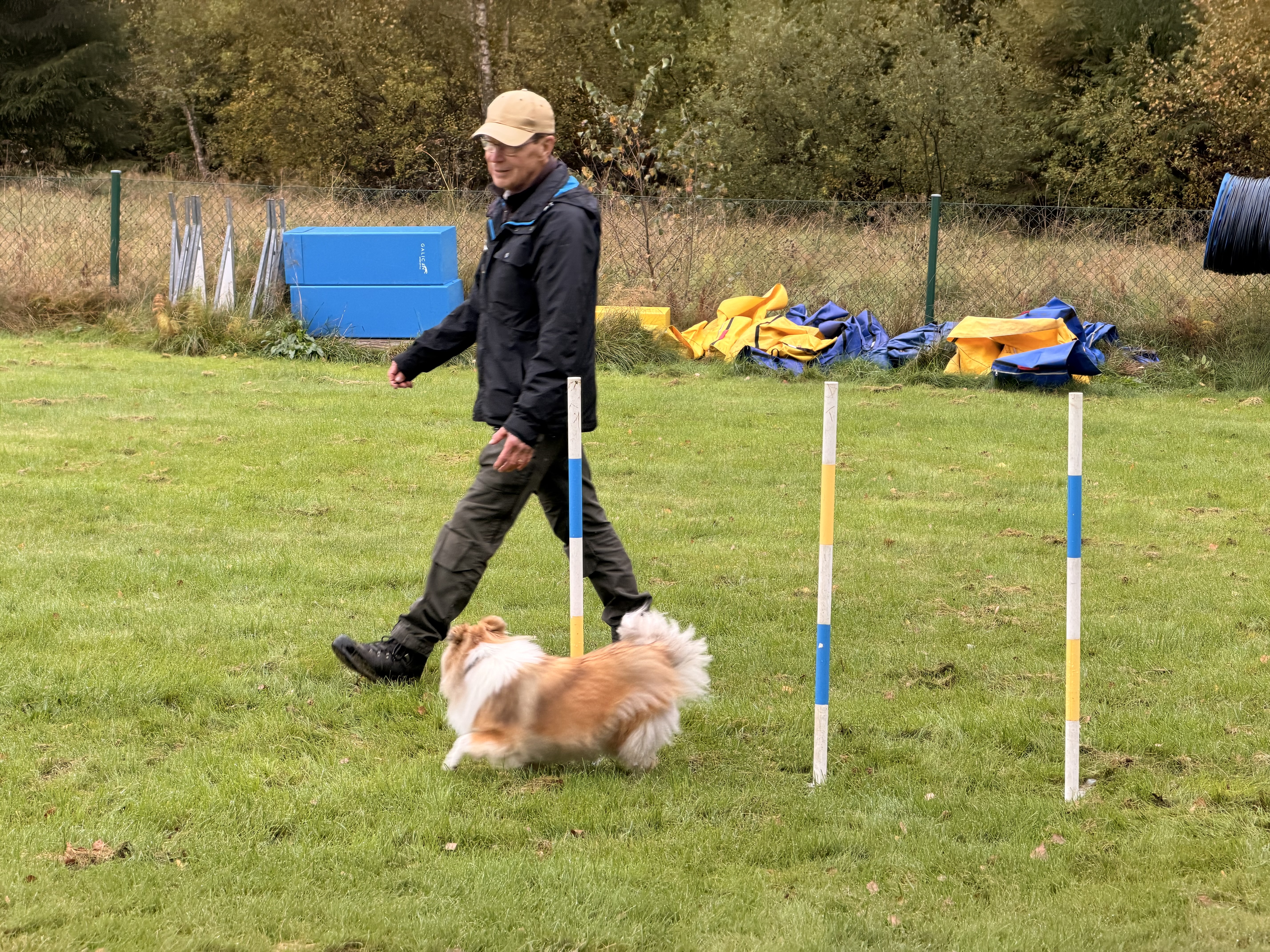 En hund med förare går slalom i Agility