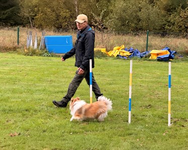 En hund med förare går slalom i Agility