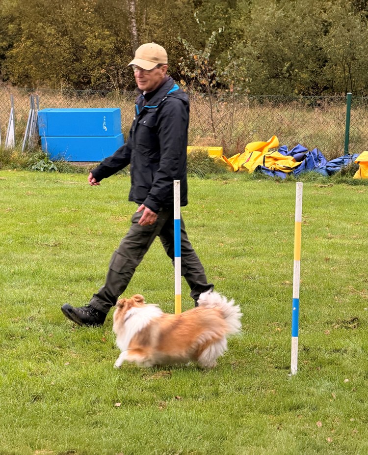 En hund med förare går slalom i Agility