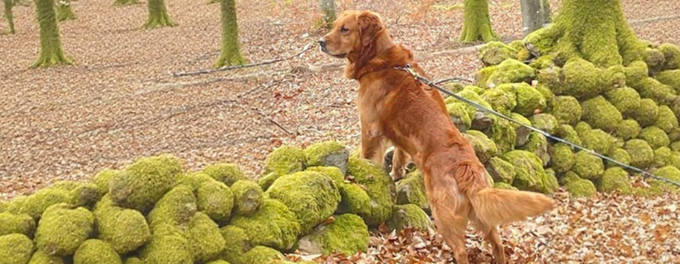 Hund som har frambenen på en gärdsgård.