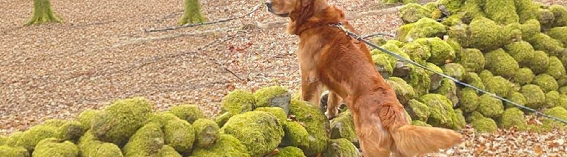 Hund som har frambenen på en gärdsgård.