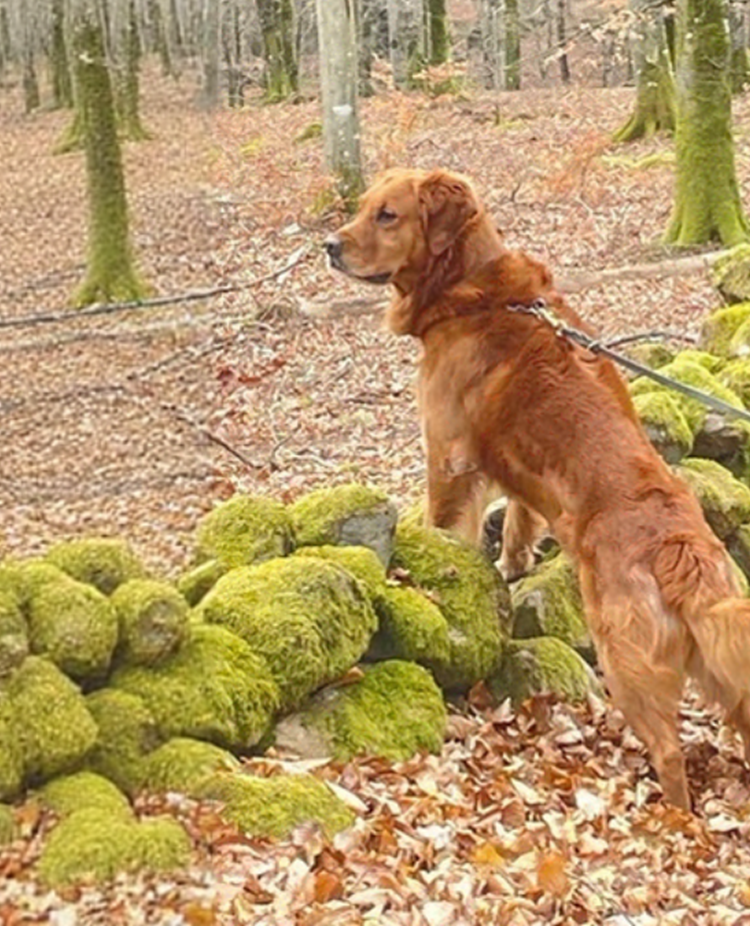 Hund som har frambenen på en gärdsgård.
