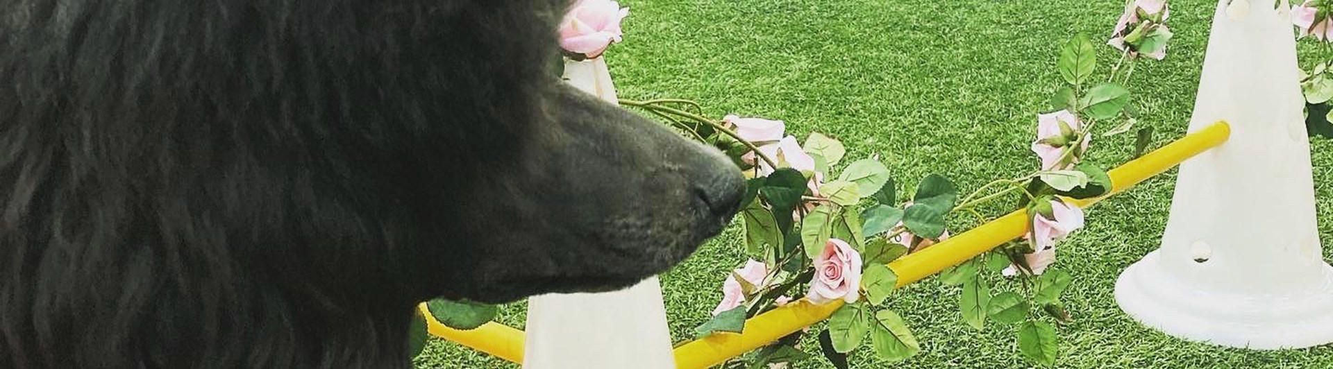 Hund sitter på en hundutställning