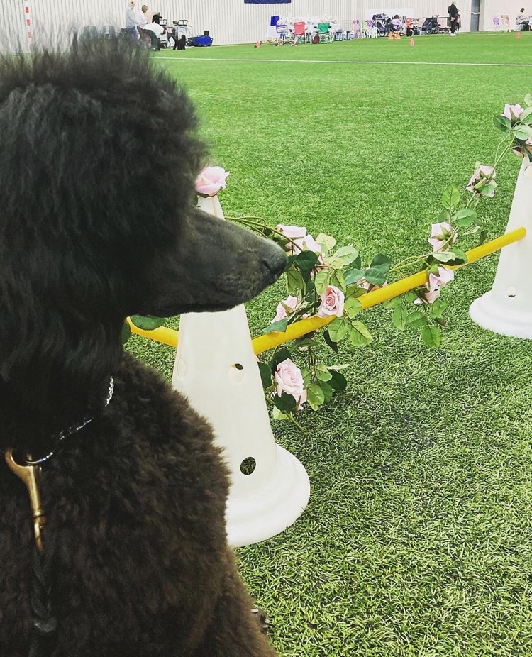 Hund sitter på en hundutställning