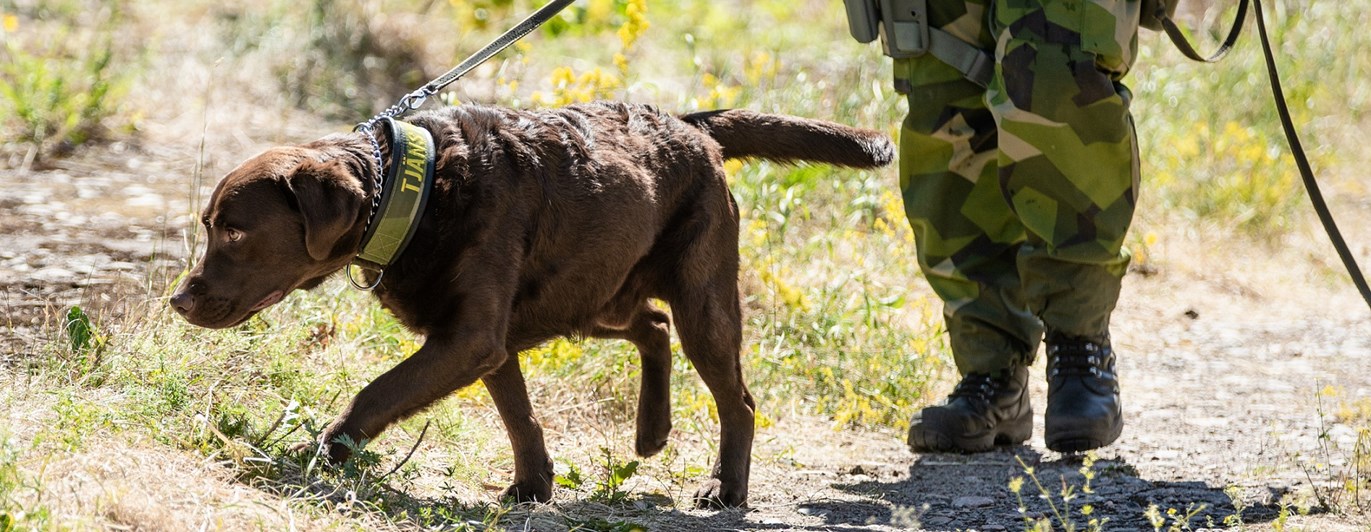Fotograf: Magnus Fröderberg