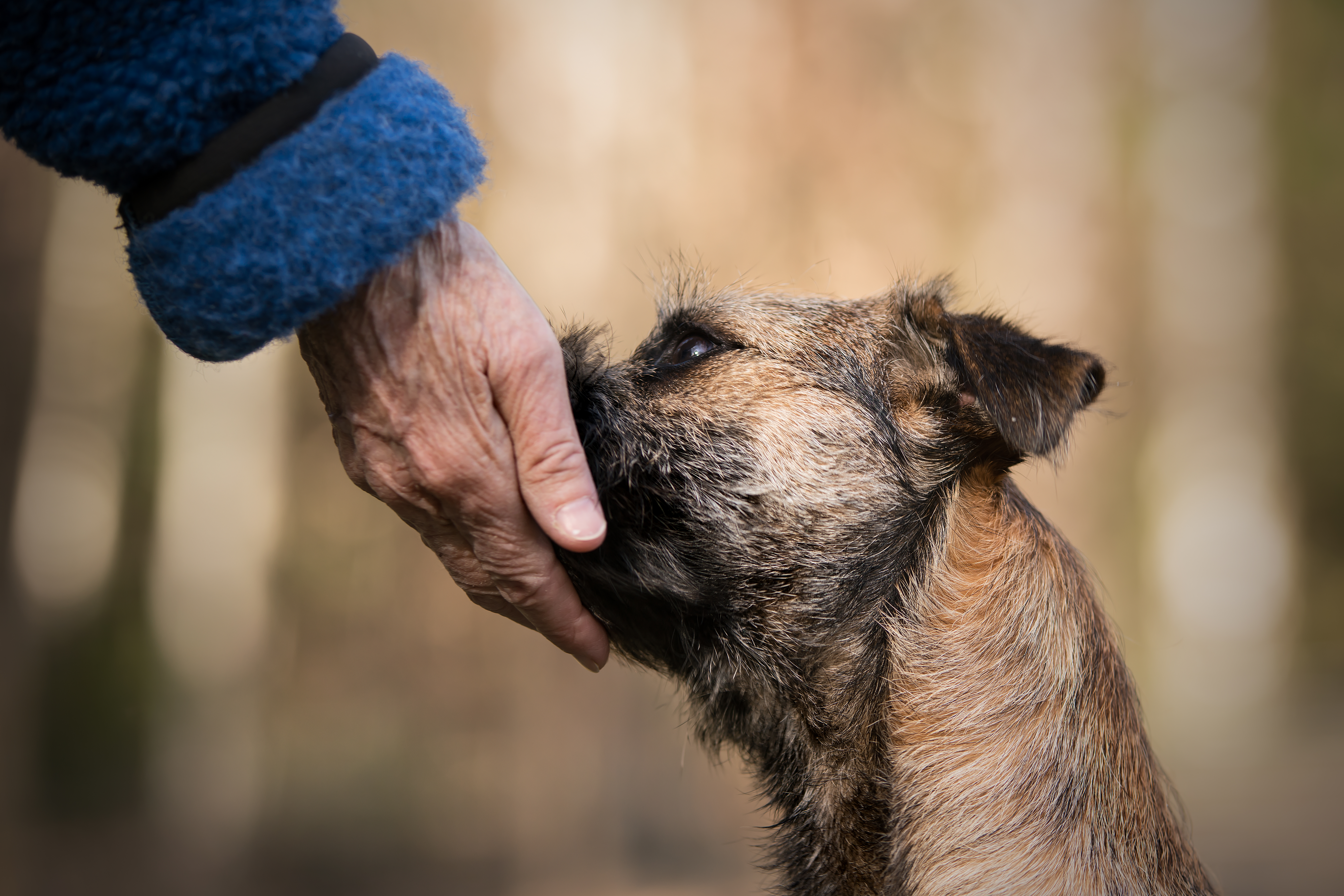 Borderterriervalpen Maja tränar handtarget och har sin nos ordentligt placerad i handen på sin förare.