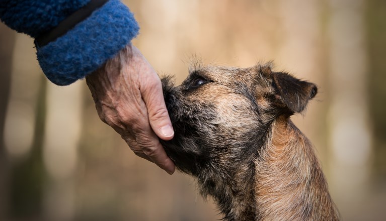 Borderterriervalpen Maja tränar handtarget och har sin nos ordentligt placerad i handen på sin förare.