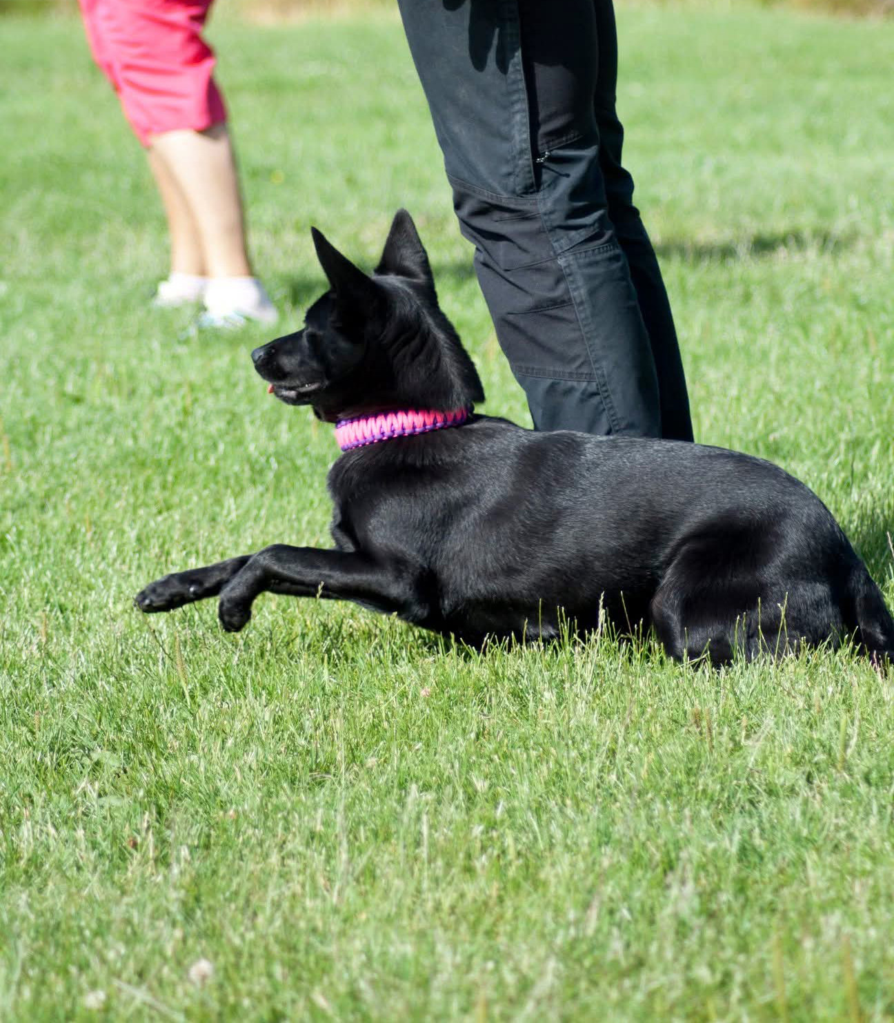 Glad och snabb kelpie med rosa halsband, leker på planen