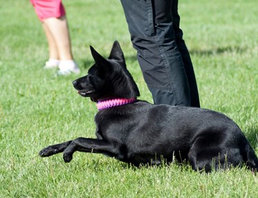 Glad och snabb kelpie med rosa halsband, leker på planen