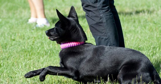 Glad och snabb kelpie med rosa halsband, leker på planen