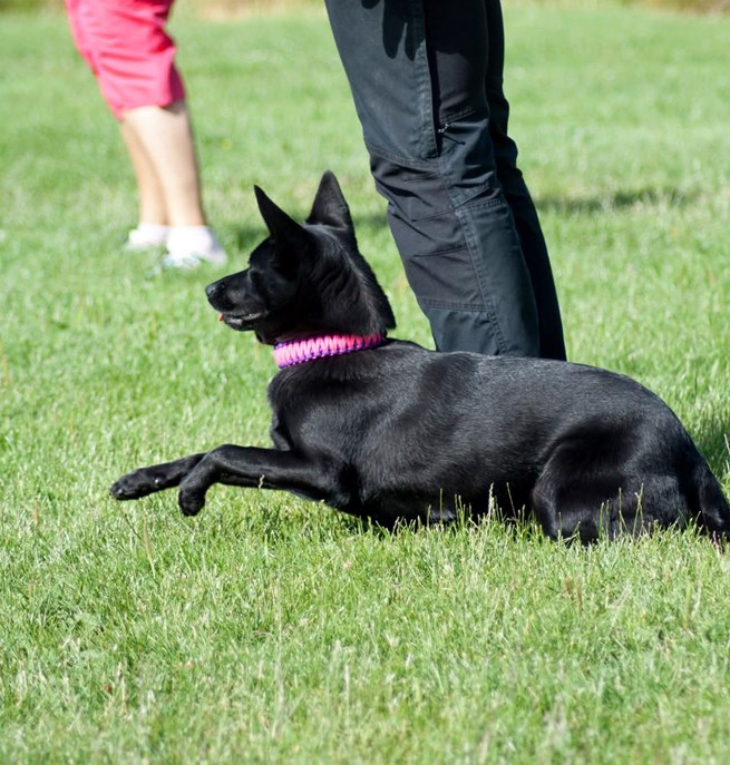 Glad och snabb kelpie med rosa halsband, leker på planen